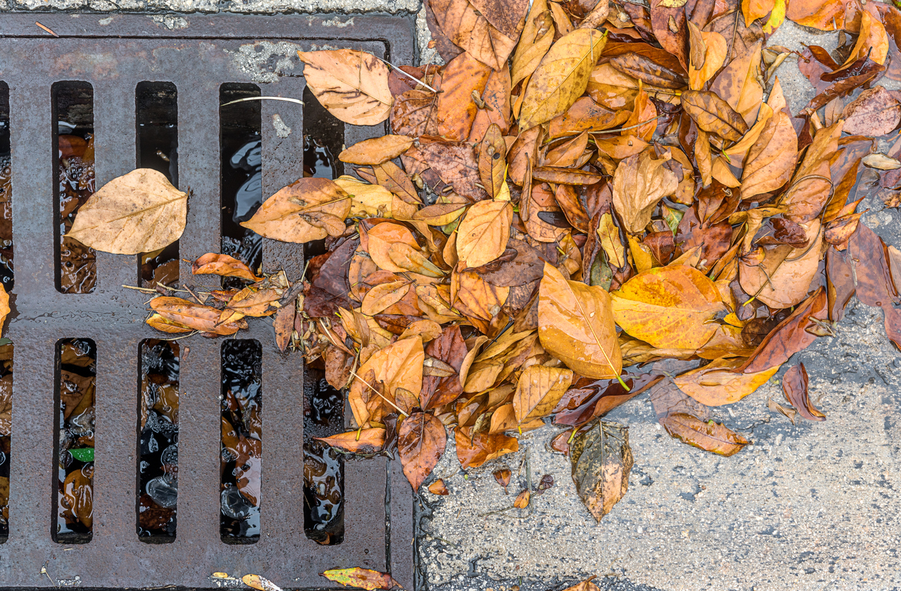 fallen-leaves